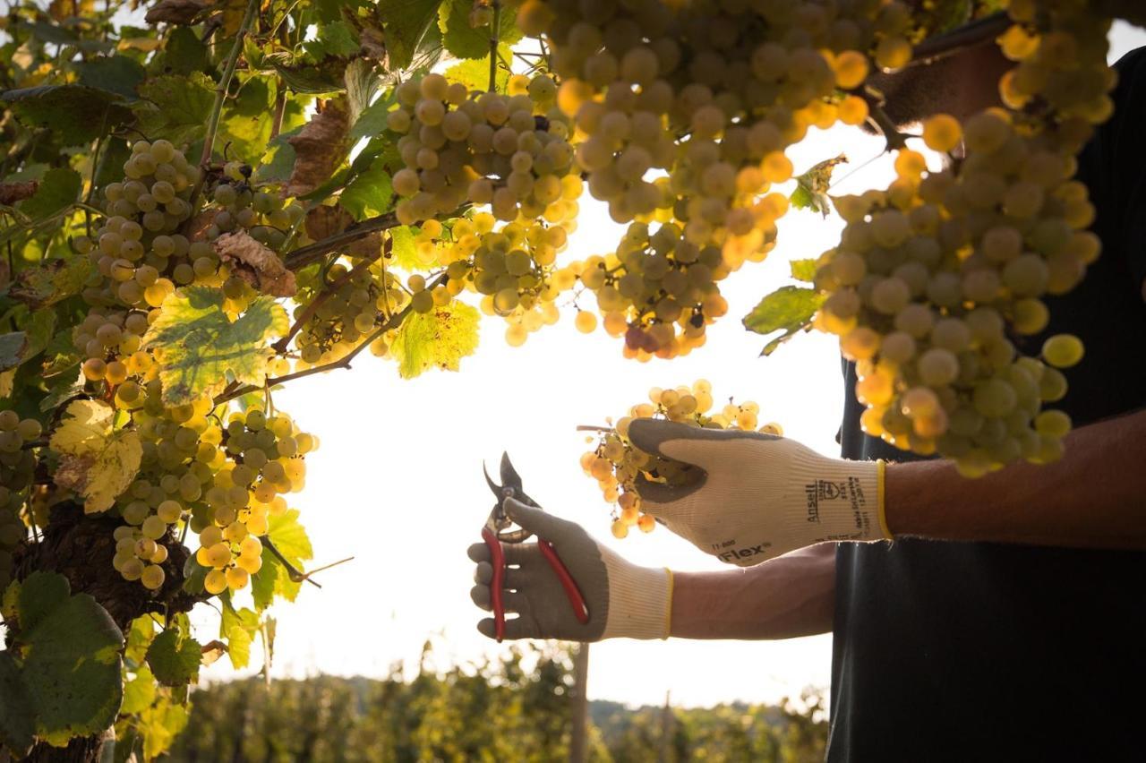 Il Roncal Wine Resort - For Wine Lovers Cividale del Friuli Zewnętrze zdjęcie