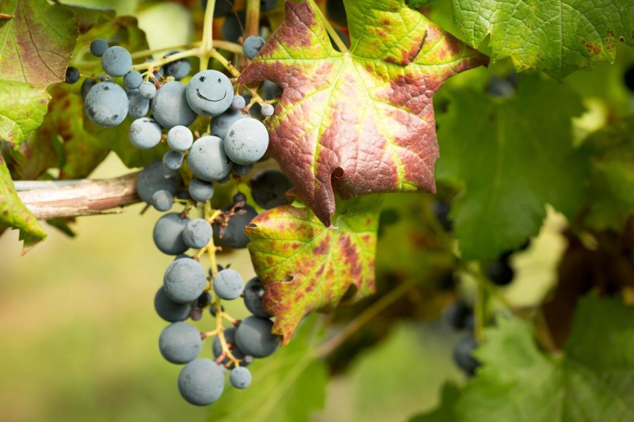 Il Roncal Wine Resort - For Wine Lovers Cividale del Friuli Zewnętrze zdjęcie