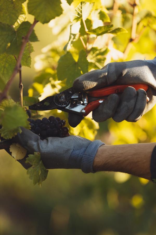 Il Roncal Wine Resort - For Wine Lovers Cividale del Friuli Zewnętrze zdjęcie