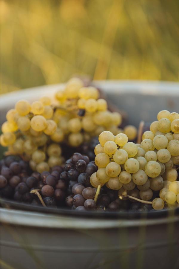 Il Roncal Wine Resort - For Wine Lovers Cividale del Friuli Zewnętrze zdjęcie