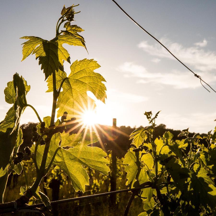 Il Roncal Wine Resort - For Wine Lovers Cividale del Friuli Zewnętrze zdjęcie