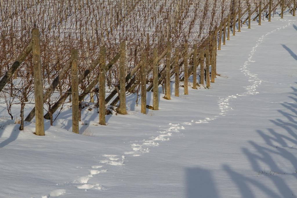 Il Roncal Wine Resort - For Wine Lovers Cividale del Friuli Zewnętrze zdjęcie