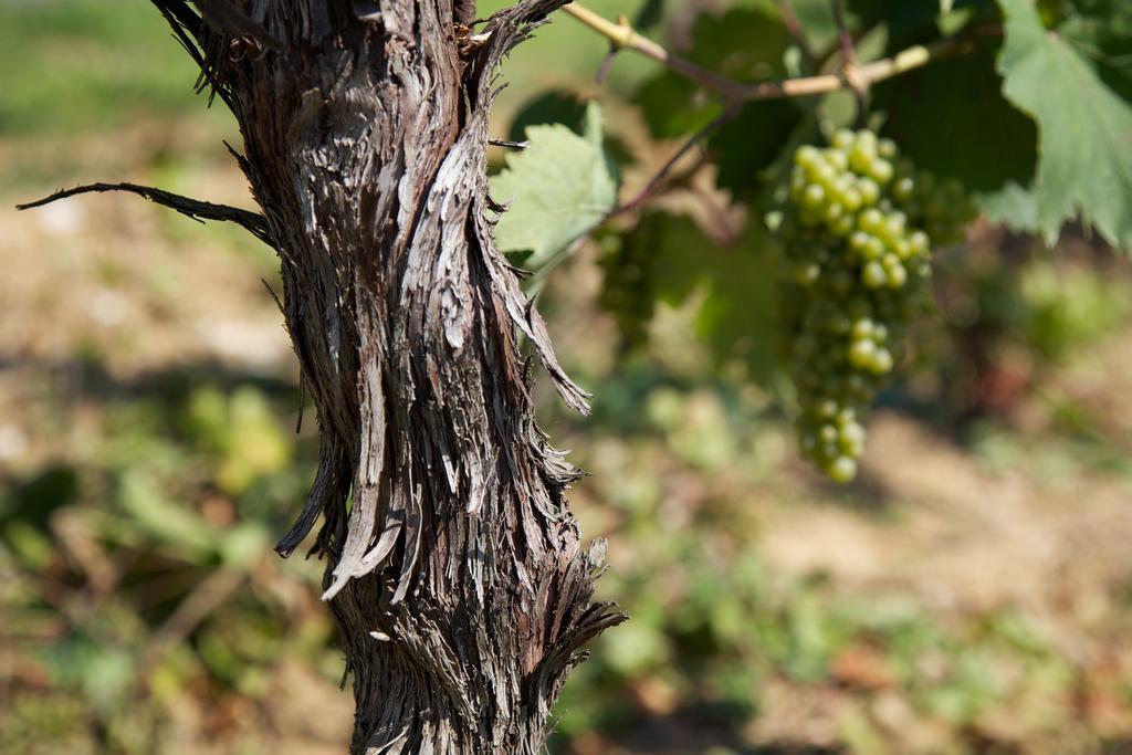 Il Roncal Wine Resort - For Wine Lovers Cividale del Friuli Zewnętrze zdjęcie